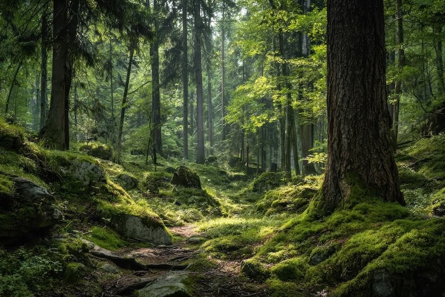 Forêt